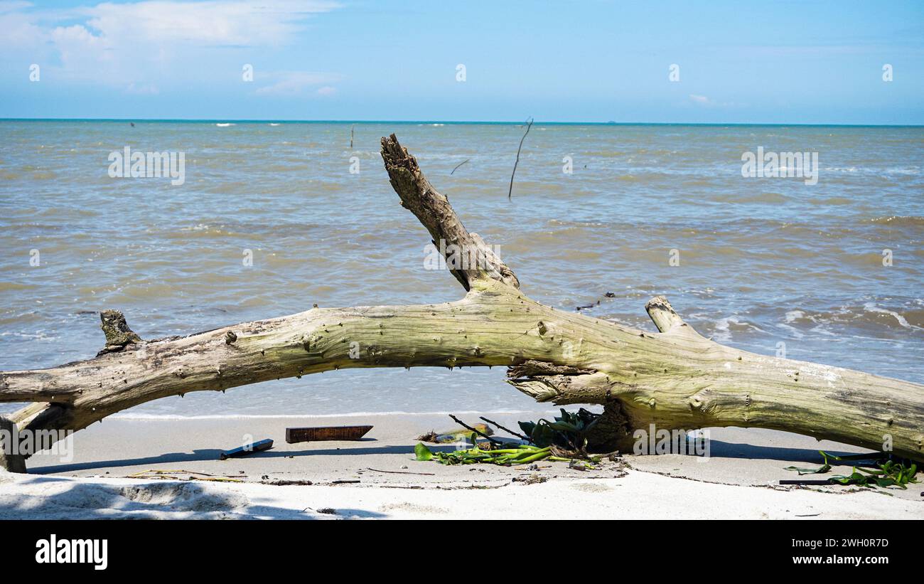 Vista del litorale in una giornata limpida, cielo blu e un albero di legno secco morto Foto Stock