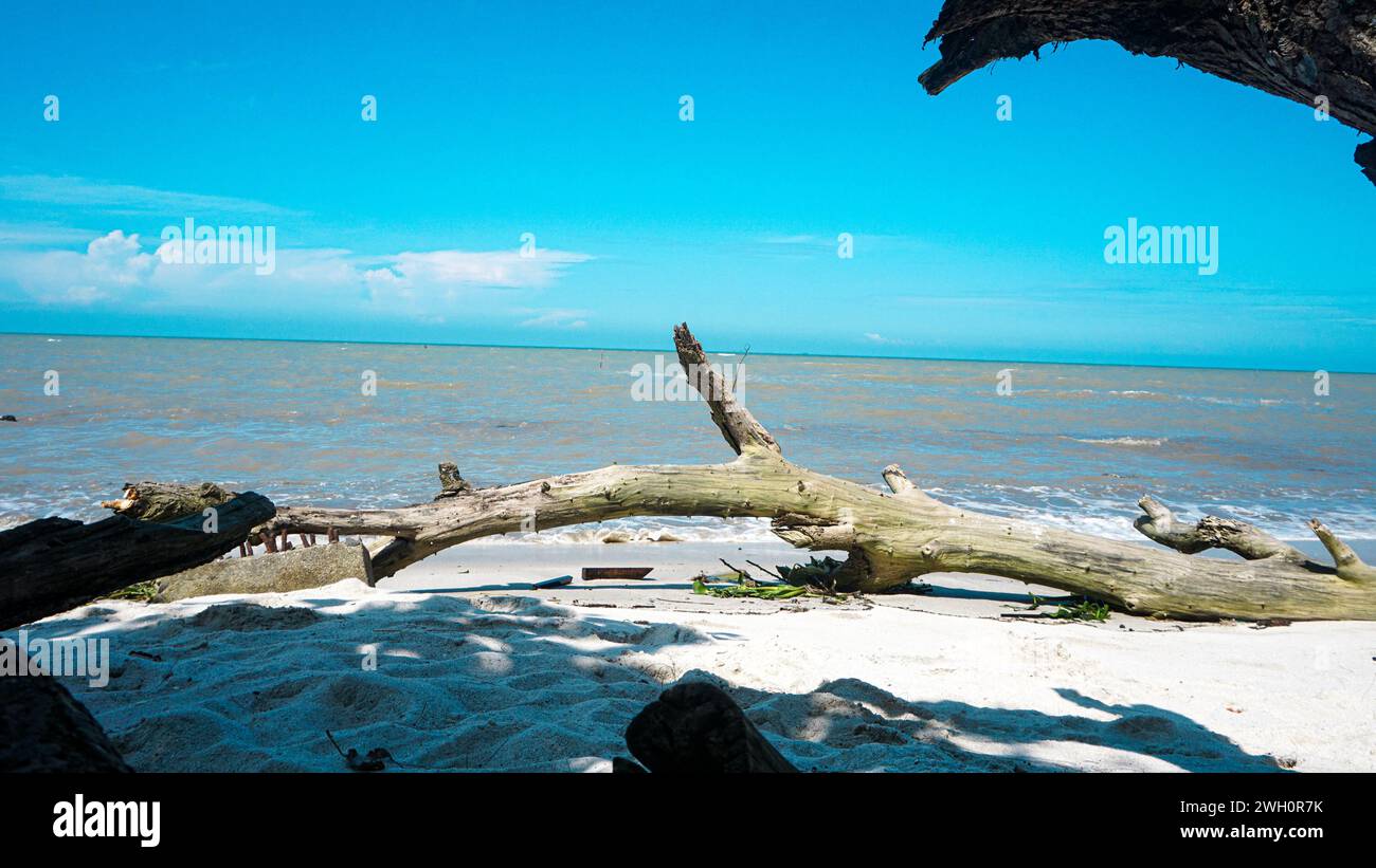 Vista del litorale in una giornata limpida, cielo blu e un albero di legno secco morto Foto Stock