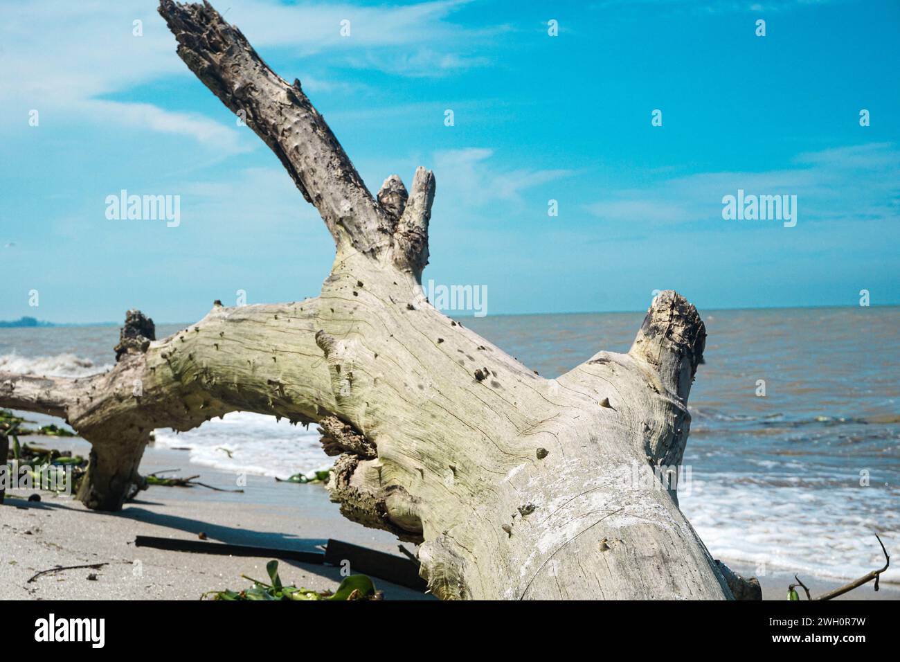 Vista del litorale in una giornata limpida, cielo blu e un albero di legno secco morto Foto Stock