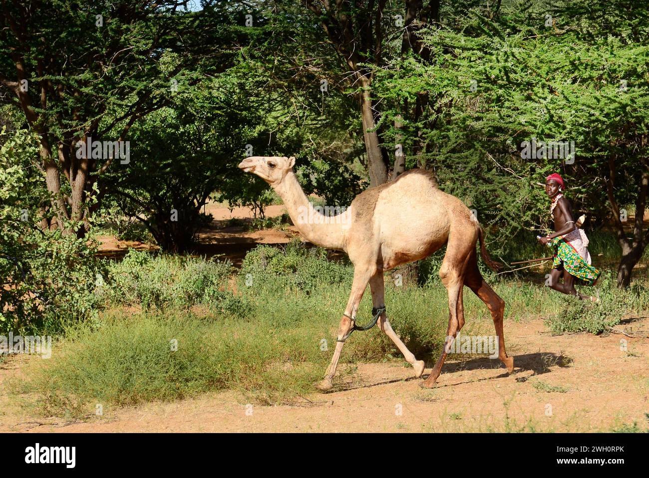 Un guerriero Samburu (moran) con il suo cammello. Kenya settentrionale. Foto Stock