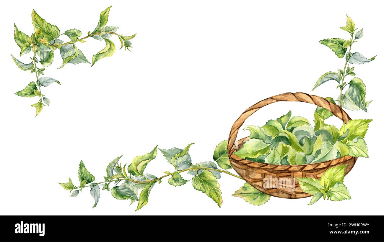 Cornice con illustrazione acquerello per piante medicinali da ortica isolata su bianco. Cestello di paglia pieno con piante a base di erbe pungenti trafilate a mano. Elemento di progettazione f Foto Stock