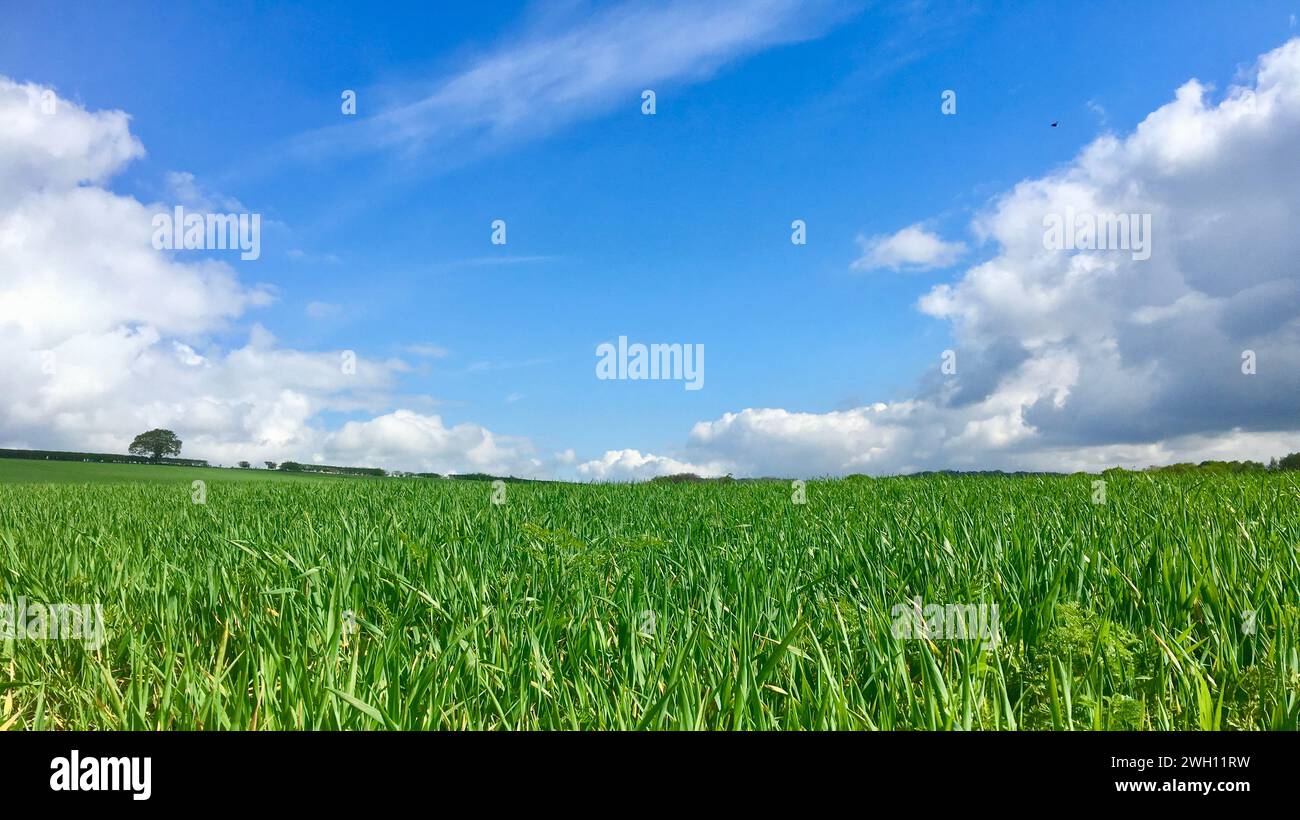 Landscape & Fields of Barley Foto Stock
