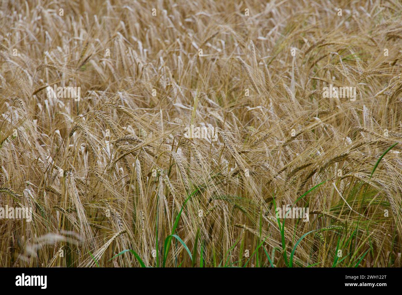 Campi di orzo Foto Stock