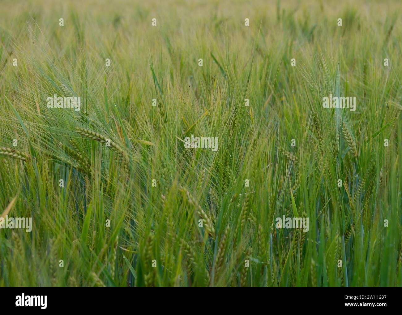 Campi di orzo Foto Stock