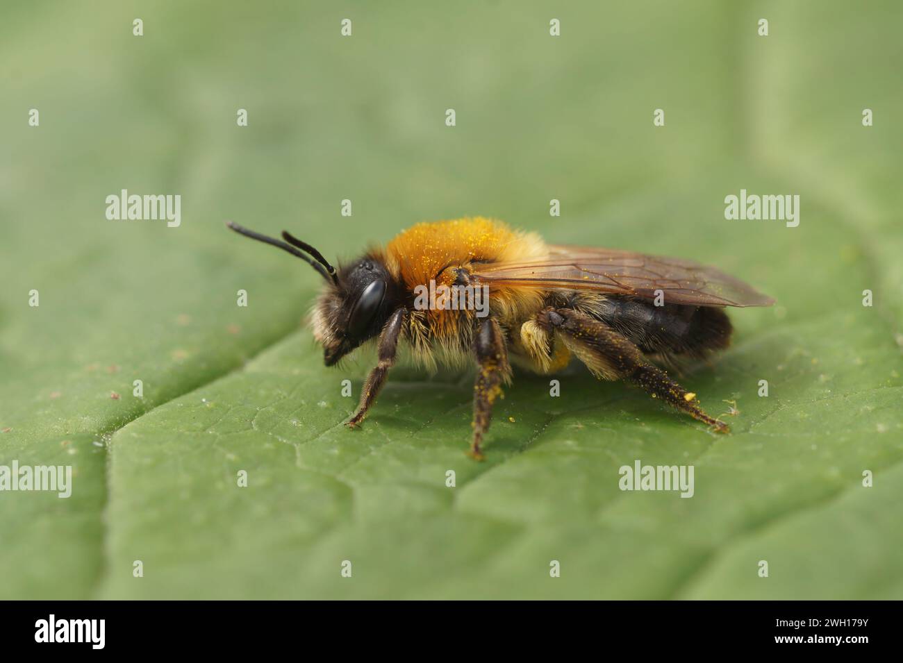 Dettaglio primo piano su un'ape da miniera color grigio color marrone pelliccia, Andrena nitida seduta su una foglia verde Foto Stock