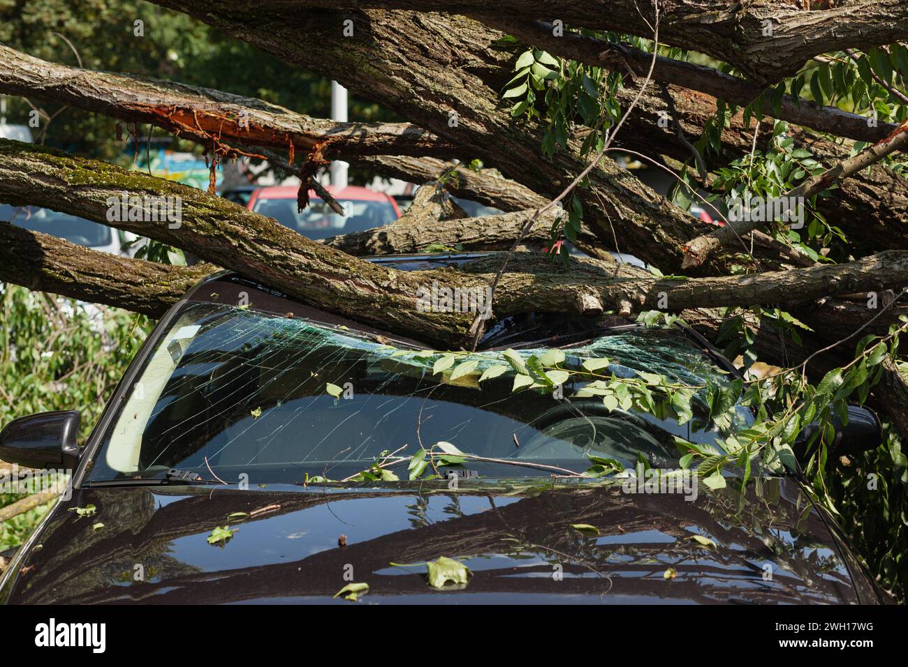 Auto distrutta sotto l'albero caduto dopo una grande tempesta Foto Stock