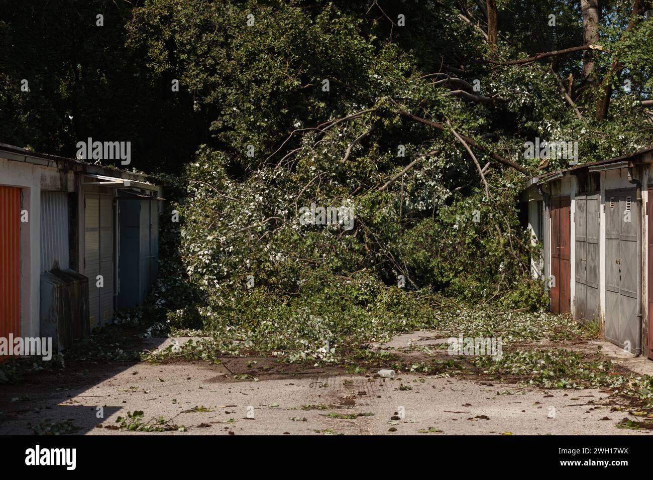 Alberi caduti su file di vecchi magazzini, dopo una grande tempesta Foto Stock