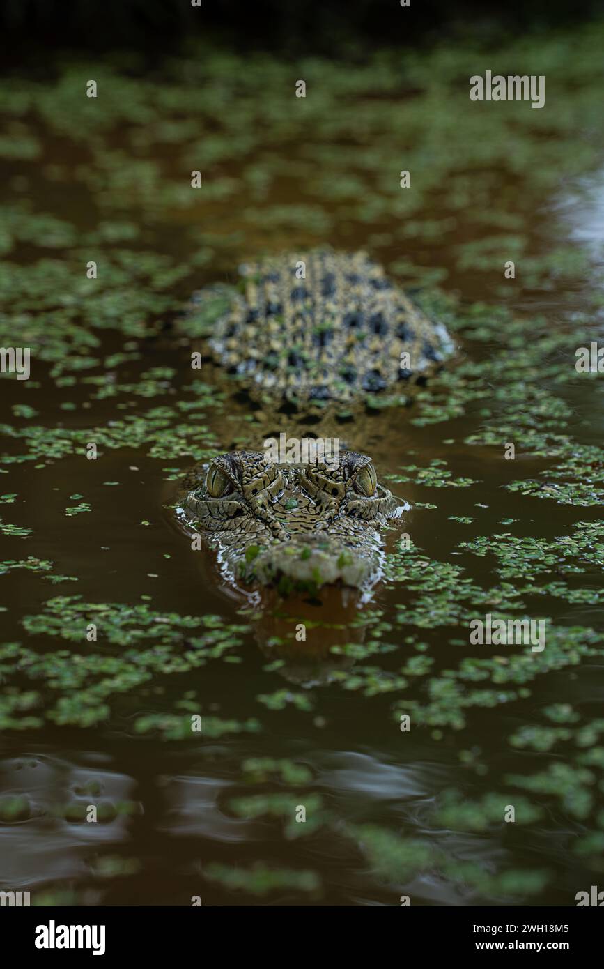Un coccodrillo che nuota in uno stagno tranquillo Foto Stock