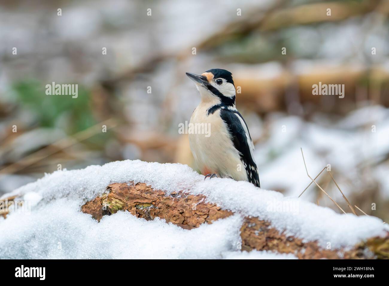 Picchio rosso maggiore, Dendrocopos major Foto Stock