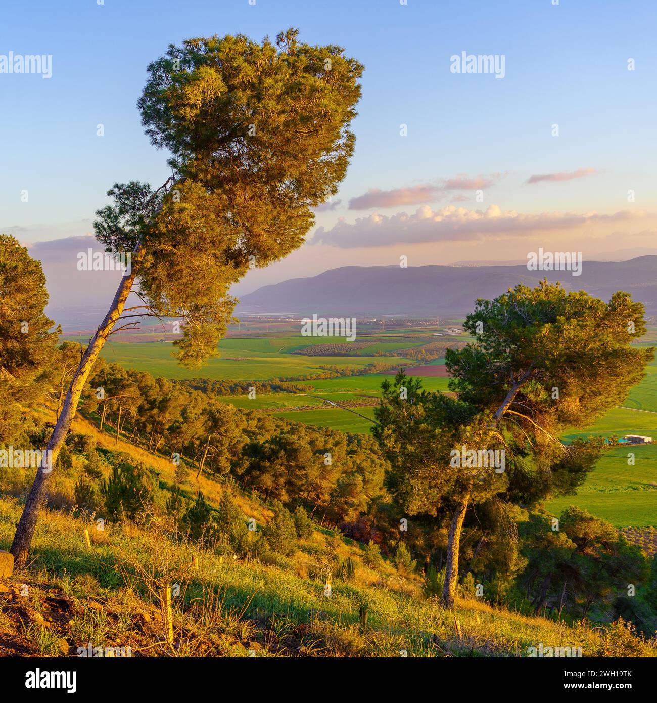 Vista al tramonto della campagna nella valle di Jezreel, con pini e altri alberi. Nord di Israele Foto Stock