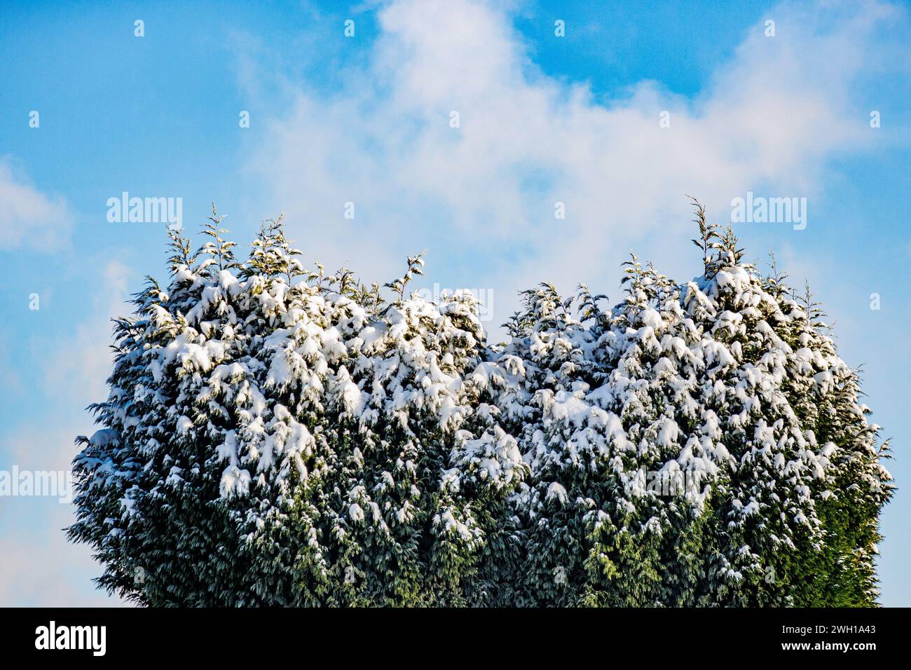 Resti di neve sulla cima di un albero con fogliame verde contro il cielo blu sullo sfondo, dopo forti nevicate, soleggiato giorno d'inverno Foto Stock
