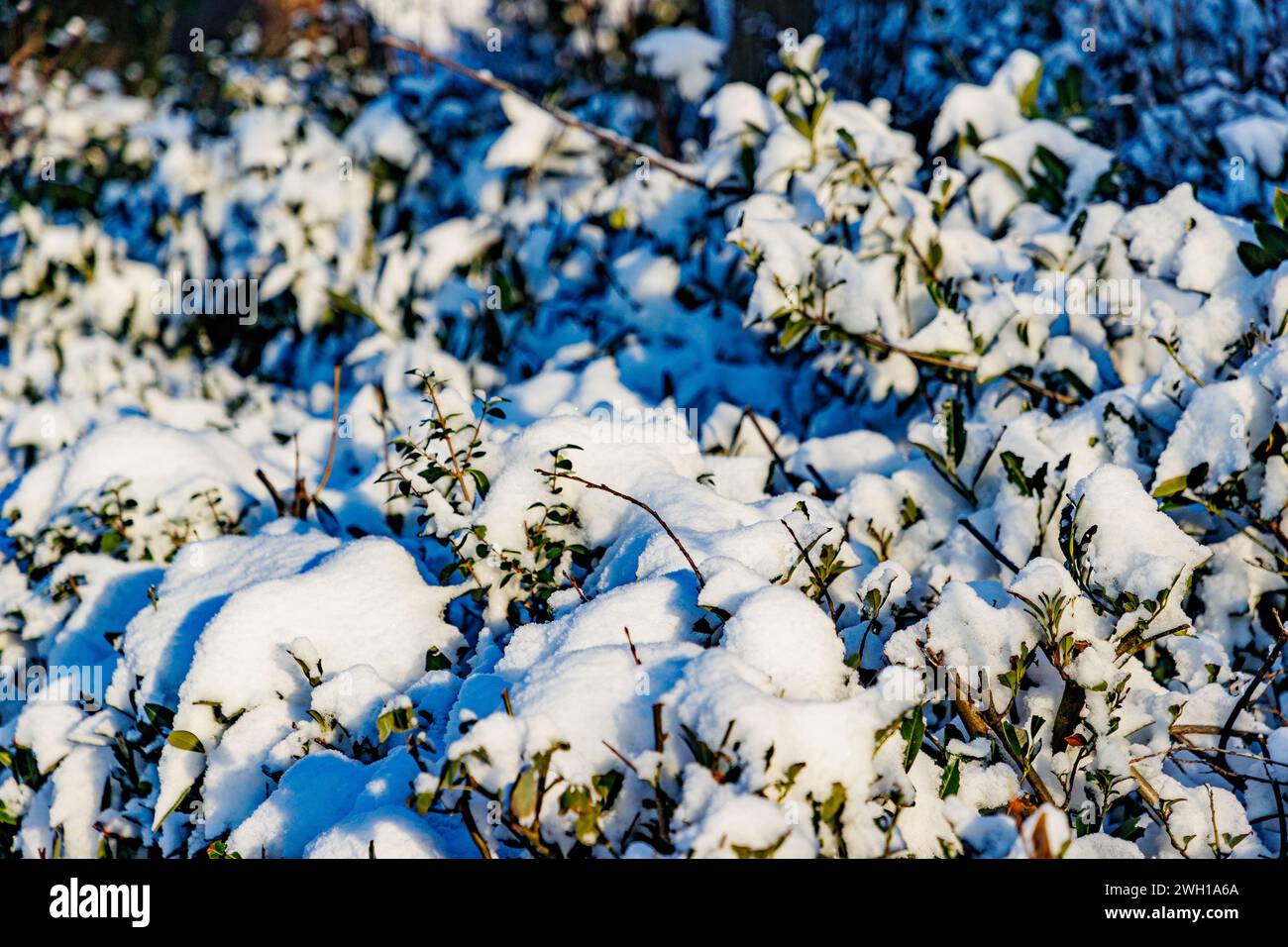Primo piano di abbondanti nevicate su foglie verdi di cespuglio illuminate dalla luce del sole su sfondo sfocato, soleggiato giorno d'inverno dopo una forte nevicata Foto Stock
