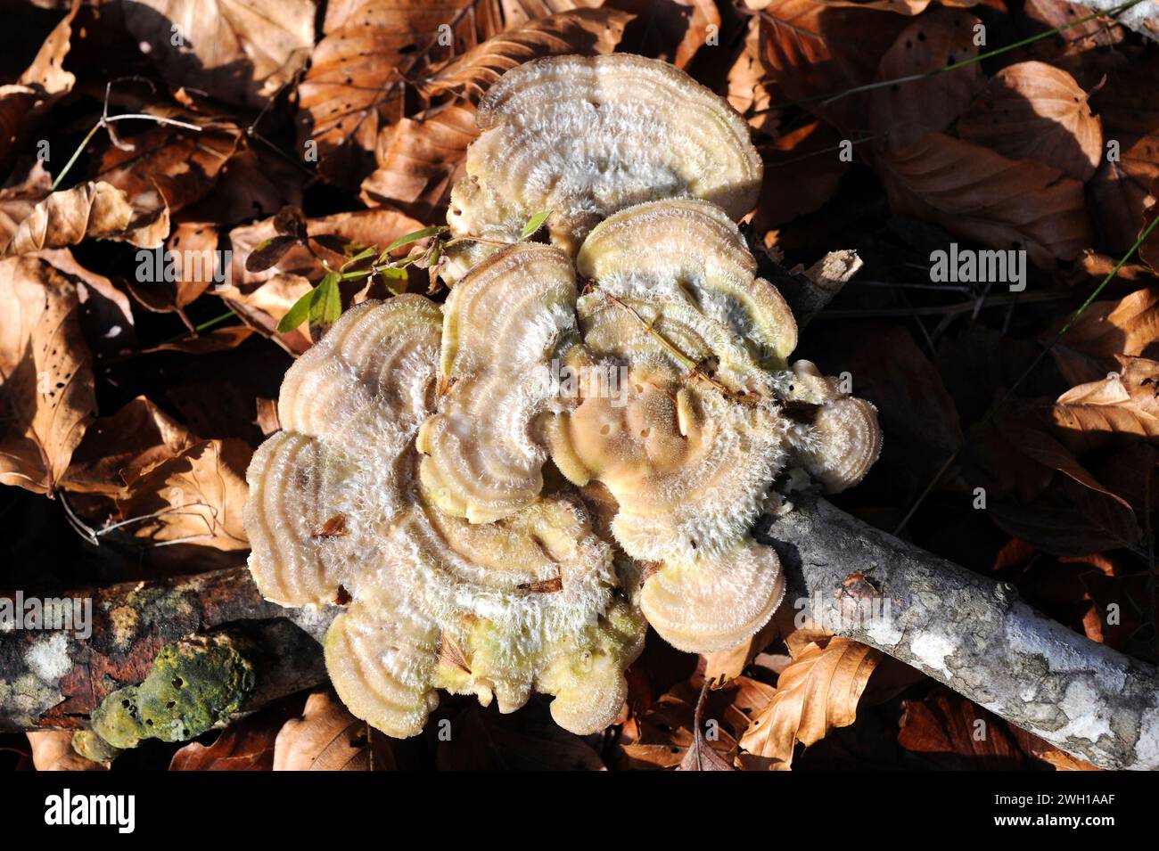Il marciume gelatinoso (Merulius tremellosus o Phlebia tremellosa) è un fungo non commestibile che cresce sul legno. Questa foto è stata scattata nella riserva della biosfera di Montseny, Ba Foto Stock