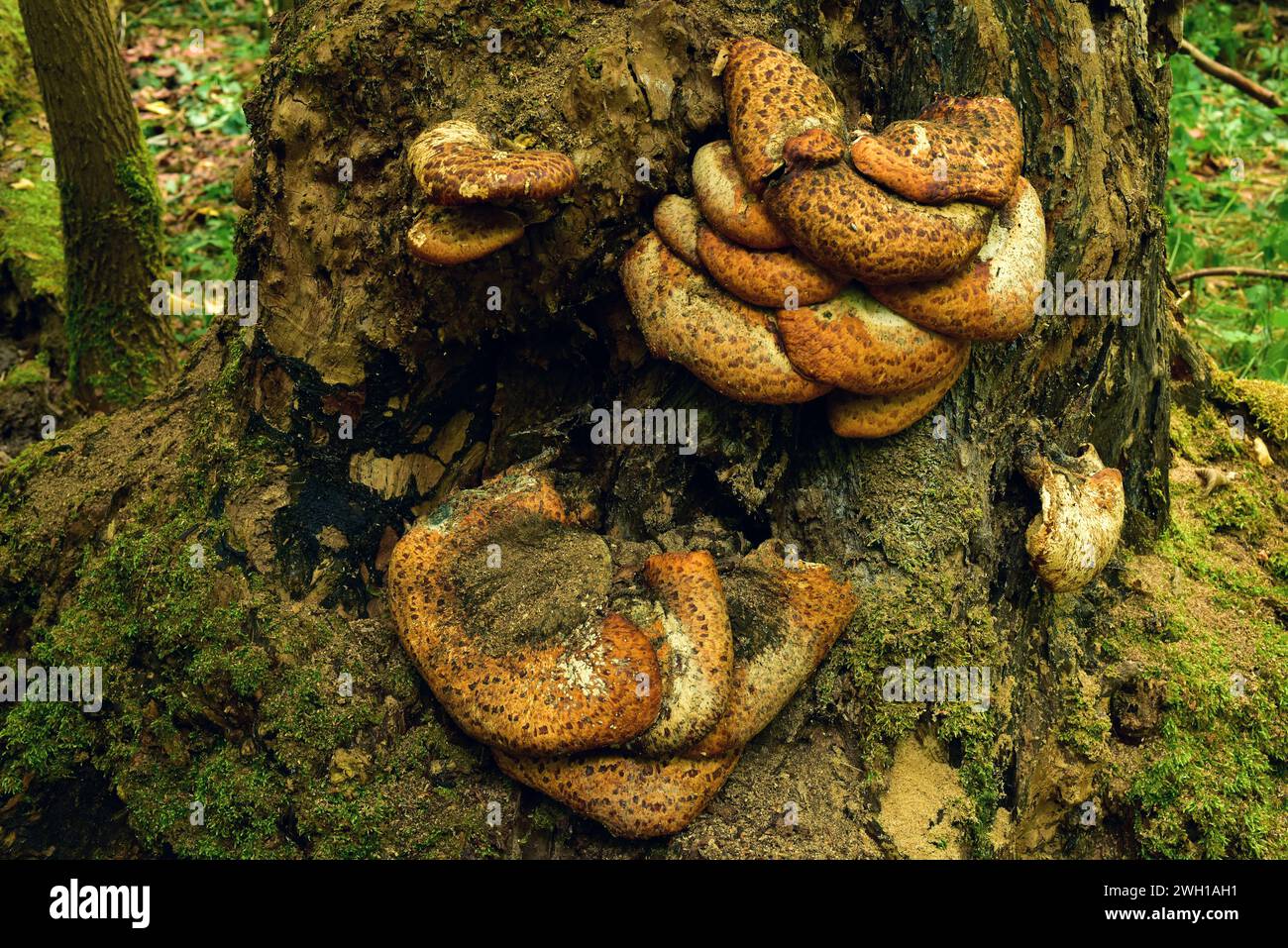 La sella di Dryad (Polyporus squamosus) è un fungo che cresce su un albero morto o vivente. Questa foto è stata scattata a Dalby National Park, Skane, Svezia. Foto Stock