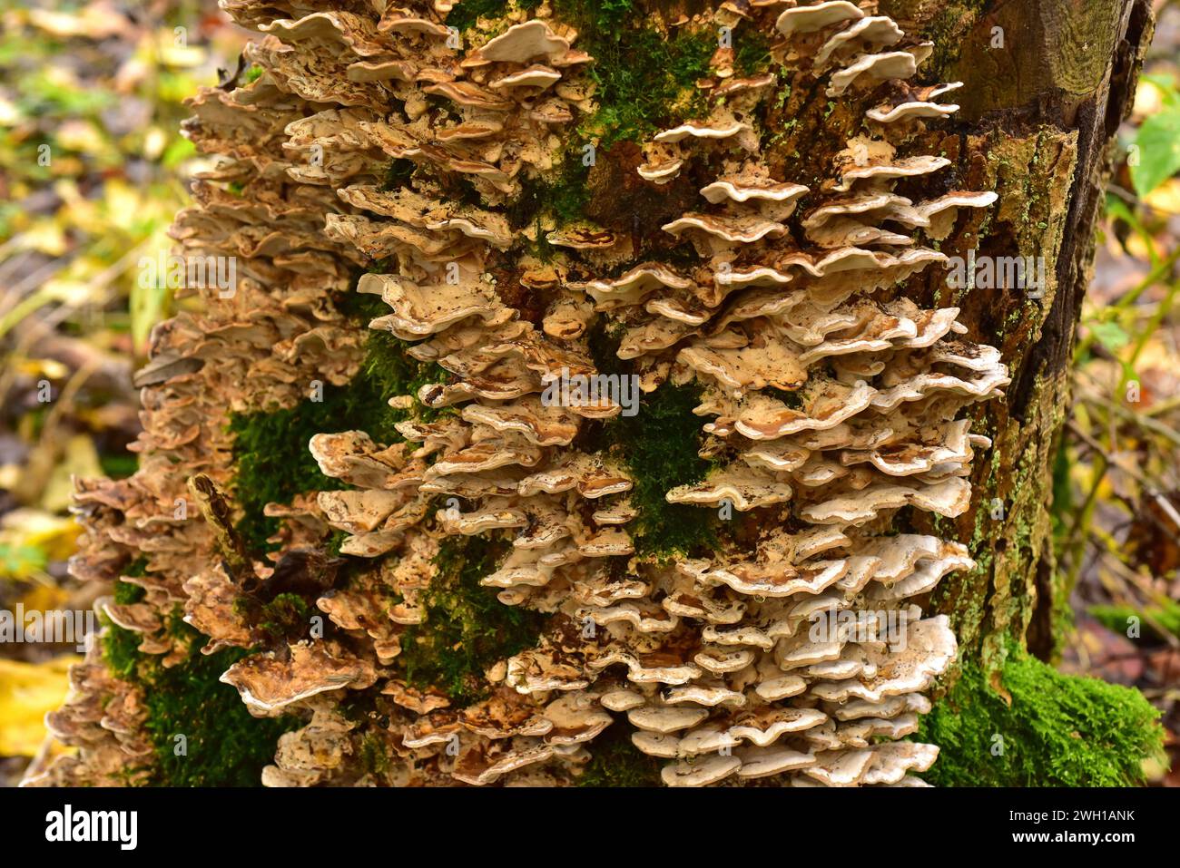 La falsa coda di tacchino (Stereum hirsutum) è un fungo saprofito o parassita. Questa foto è stata scattata a Dalby National Park, Skane, Svezia. Foto Stock