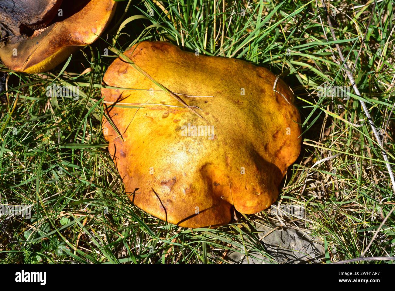 Il bolete bovino (Suillus bovinus) è un fungo commestibile senza prezzo. Questa foto è stata scattata nei pressi di Cantavieja, provincia di Teruel, Aragona, Spagna. Foto Stock