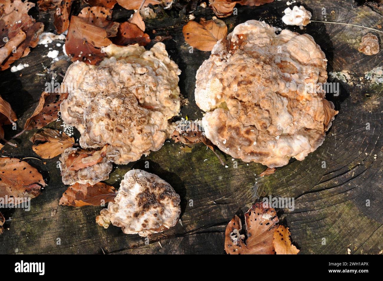 La staffa grumi (Trametes gibbosa) è un fungo saprofita che cresce sui tronchi di faggio. Questa foto è stata scattata nella riserva della biosfera di Montseny, Barcellona prov Foto Stock