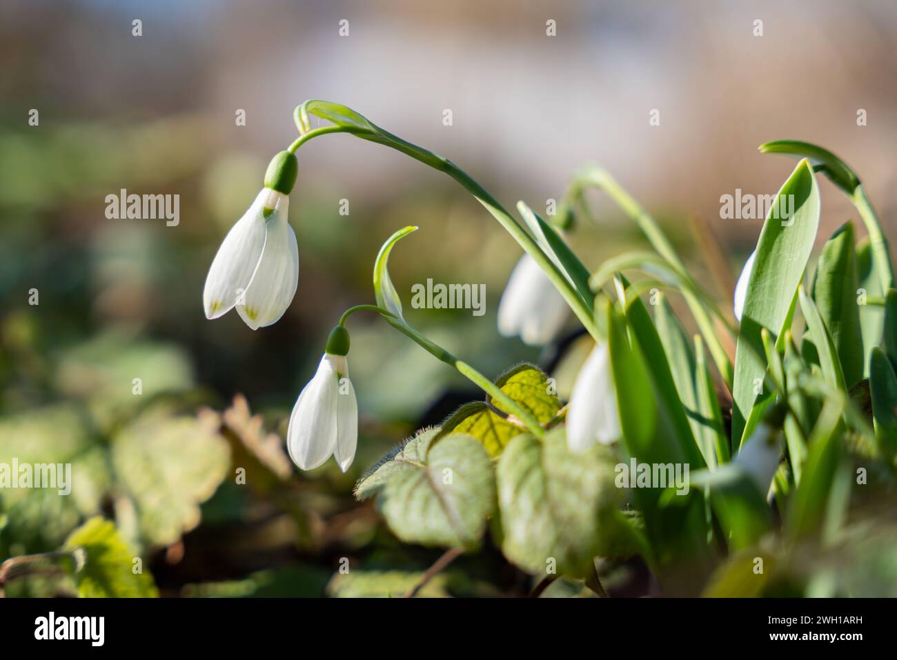 Gocce di neve (Galanthus). snowdrop, fiore primaverile. Uno dei primi segni della primavera. Giardino naturale di marzo. Primo piano. La prima fiamma bianca di snowdrop. Foto Stock