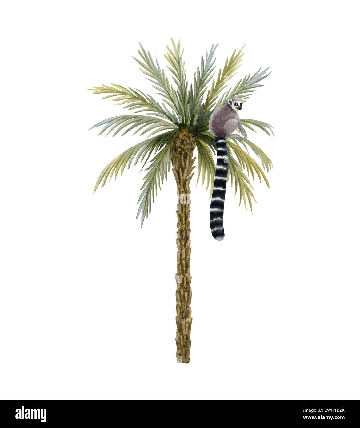 Lemure tropicale seduto su un'illustrazione ad acquerello di una palma, una simpatica scimmia della giungla del Madagascar disegnata a mano con la coda lunga Foto Stock