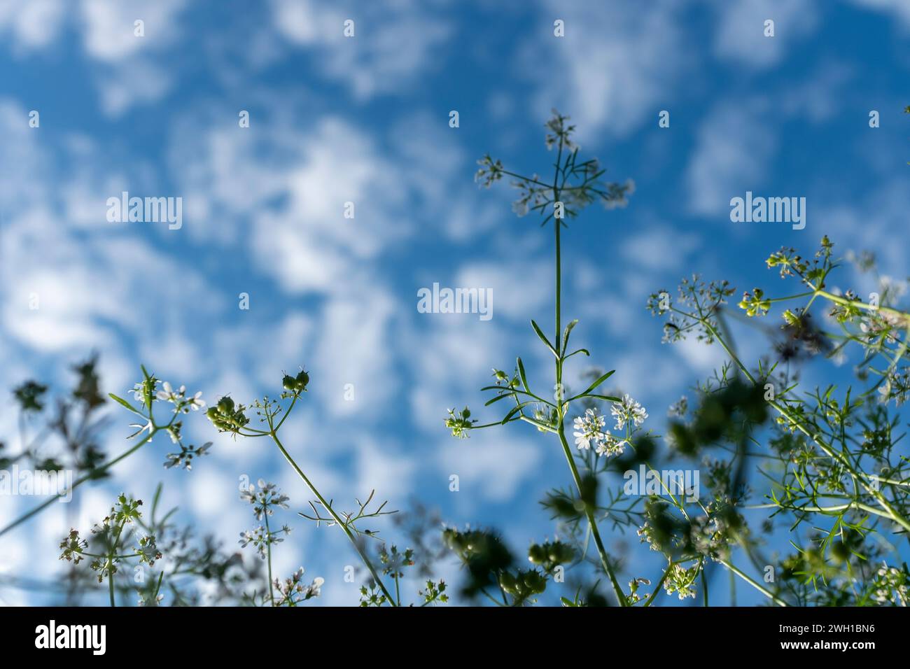Vista del pittoresco cielo dal basso (nuvole cirrocumulus, sfondo naturale) Foto Stock