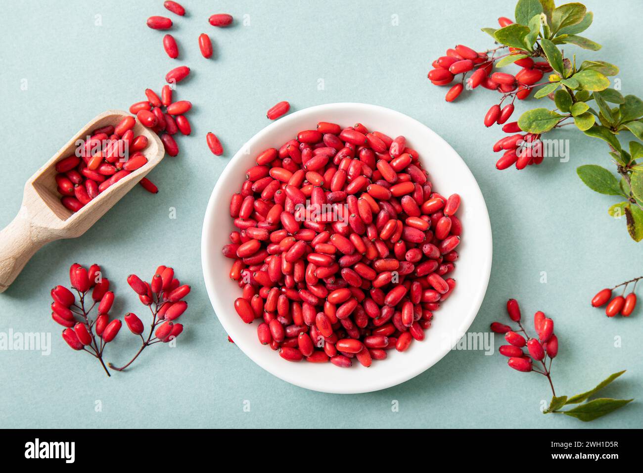 Mucchio di Berberis vulgaris noto anche come Barberry comune, Barberry europeo o Barberry su piatto su sfondo blu. Frutta medicinale a base di erbe commestibile. Foto Stock