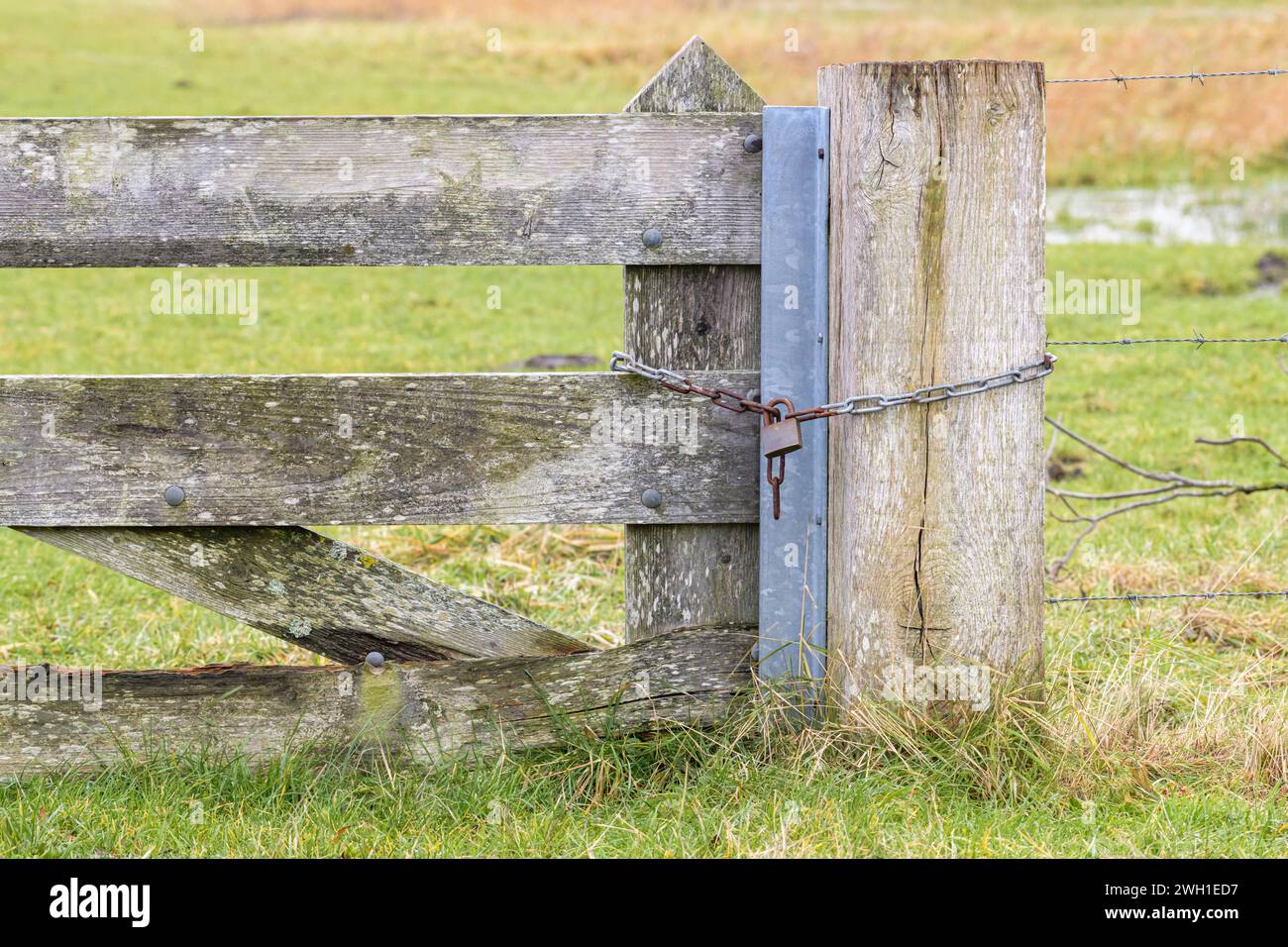 Primo piano di un cancello in legno chiuso con una catena di ferro e un lucchetto. Foto Stock