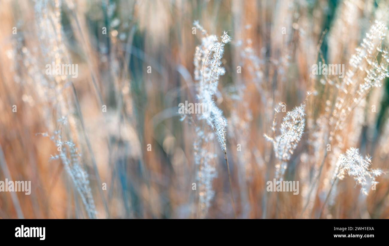 Bellissime erbe ornamentali essiccate. Primo piano di lame di erba ornamentale Giardino in autunno. Foto Stock