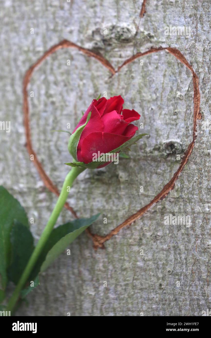 Liebe pur in der Natur: Eine Rose ist am Mittwoch 07.02.2024 unweit von Neukalen Mecklenburgische Seenplatte an einem Baum in ein Herz eingebettet das bereits vor längerer Zeit in einen Baumstamm geritzt wurde. Früher setzten Liebende zum Valentinstag in erster Linie auf die Symbolkraft der Rosen. Heute werden 14. February zunehmend auch moderne Medien wie Handys, computer und digitale Fotos genutzt, um auf vielfältige Weise, Liebesbotschaften zu überbringen. So bieten inzwischen neben Floristen und Blumenhändlern auch Fotografen und Internetbörsen verschiedene Geschenkideen an. Dabei werden Foto Stock