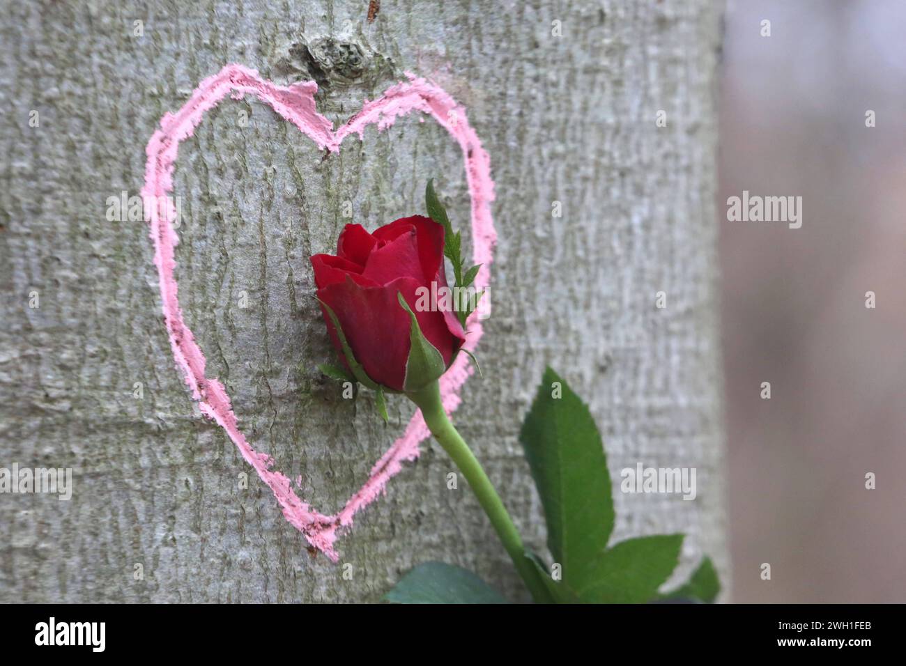 Liebe pur in der Natur: Eine Rose ist am Mittwoch 07.02.2024 unweit von Neukalen Mecklenburgische Seenplatte an einem Baum in ein Herz eingebettet das bereits vor längerer Zeit in einen Baumstamm geritzt wurde. Früher setzten Liebende zum Valentinstag in erster Linie auf die Symbolkraft der Rosen. Heute werden 14. February zunehmend auch moderne Medien wie Handys, computer und digitale Fotos genutzt, um auf vielfältige Weise, Liebesbotschaften zu überbringen. So bieten inzwischen neben Floristen und Blumenhändlern auch Fotografen und Internetbörsen verschiedene Geschenkideen an. Dabei werden Foto Stock