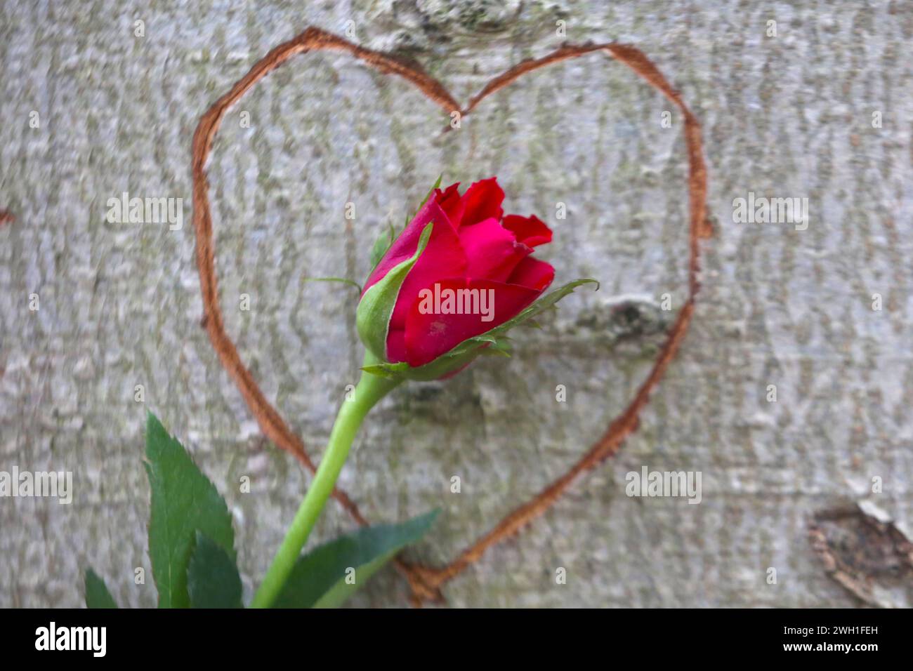 Liebe pur in der Natur: Eine Rose ist am Mittwoch 07.02.2024 unweit von Neukalen Mecklenburgische Seenplatte an einem Baum in ein Herz eingebettet das bereits vor längerer Zeit in einen Baumstamm geritzt wurde. Früher setzten Liebende zum Valentinstag in erster Linie auf die Symbolkraft der Rosen. Heute werden 14. February zunehmend auch moderne Medien wie Handys, computer und digitale Fotos genutzt, um auf vielfältige Weise, Liebesbotschaften zu überbringen. So bieten inzwischen neben Floristen und Blumenhändlern auch Fotografen und Internetbörsen verschiedene Geschenkideen an. Dabei werden Foto Stock