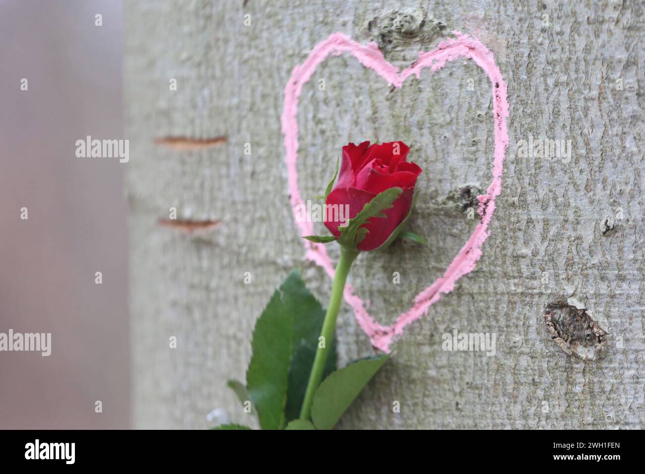 Liebe pur in der Natur: Eine Rose ist am Mittwoch 07.02.2024 unweit von Neukalen Mecklenburgische Seenplatte an einem Baum in ein Herz eingebettet das bereits vor längerer Zeit in einen Baumstamm geritzt wurde. Früher setzten Liebende zum Valentinstag in erster Linie auf die Symbolkraft der Rosen. Heute werden 14. February zunehmend auch moderne Medien wie Handys, computer und digitale Fotos genutzt, um auf vielfältige Weise, Liebesbotschaften zu überbringen. So bieten inzwischen neben Floristen und Blumenhändlern auch Fotografen und Internetbörsen verschiedene Geschenkideen an. Dabei werden Foto Stock