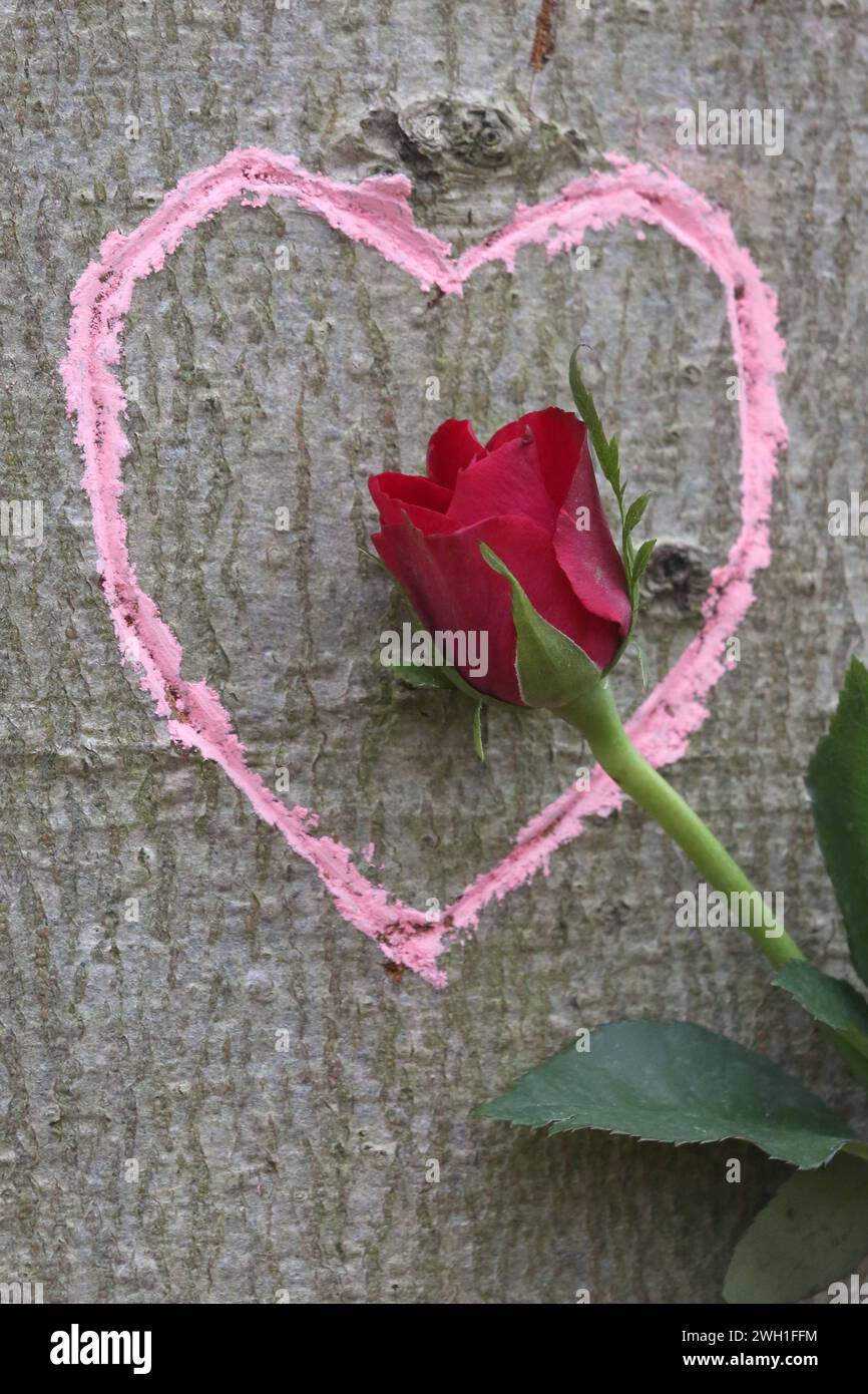 Liebe pur in der Natur: Eine Rose ist am Mittwoch 07.02.2024 unweit von Neukalen Mecklenburgische Seenplatte an einem Baum in ein Herz eingebettet das bereits vor längerer Zeit in einen Baumstamm geritzt wurde. Früher setzten Liebende zum Valentinstag in erster Linie auf die Symbolkraft der Rosen. Heute werden 14. February zunehmend auch moderne Medien wie Handys, computer und digitale Fotos genutzt, um auf vielfältige Weise, Liebesbotschaften zu überbringen. So bieten inzwischen neben Floristen und Blumenhändlern auch Fotografen und Internetbörsen verschiedene Geschenkideen an. Dabei werden Foto Stock