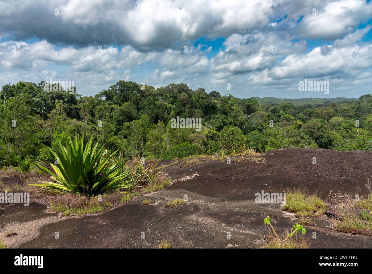 La vita naturale ed endemica che circonda il fiume Suriname Foto Stock