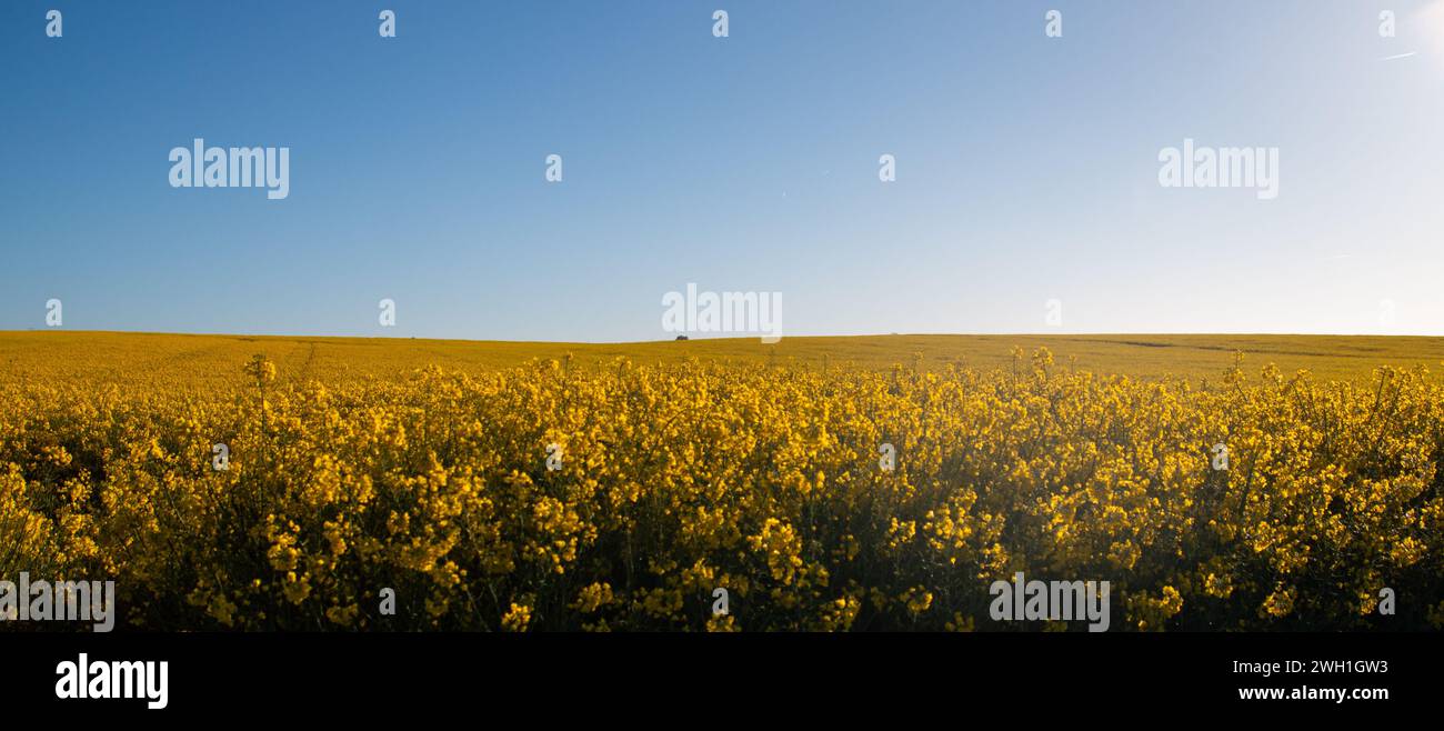 champs de colza en charente Foto Stock