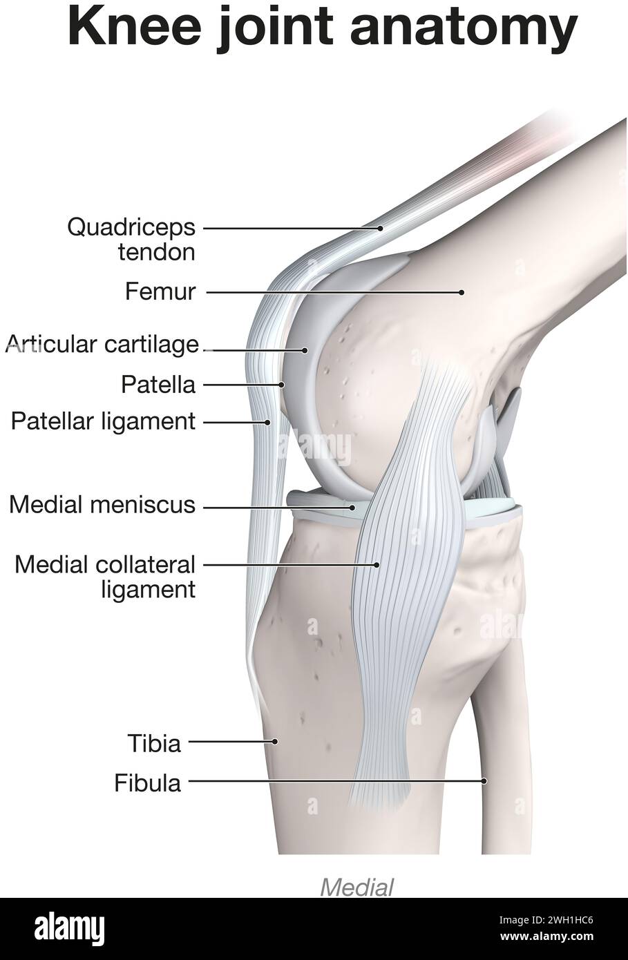 Illustrazione 3D che mostra le ossa e la cartilagine di un'articolazione del ginocchio. Vista Mediall. Etichettato. Foto Stock