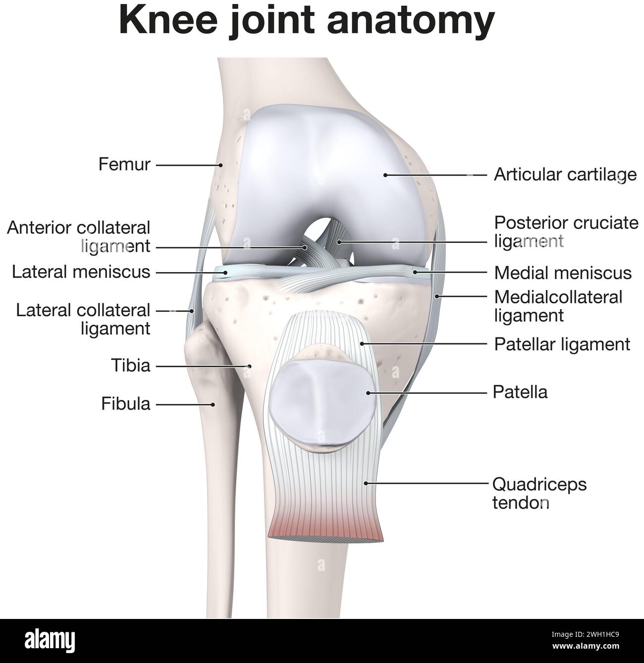 Illustrazione 3D che mostra le ossa e la cartilagine di un'articolazione del ginocchio. Foto Stock