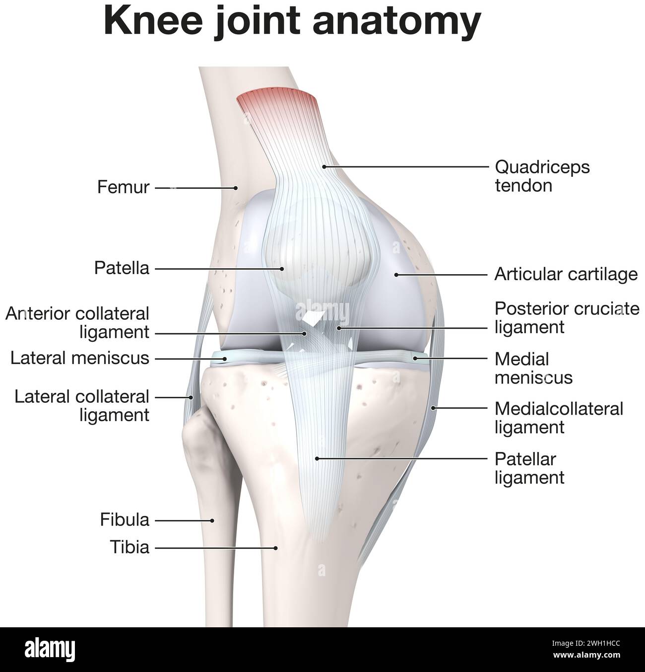 Illustrazione 3D che mostra le ossa e la cartilagine di un'articolazione del ginocchio. Foto Stock
