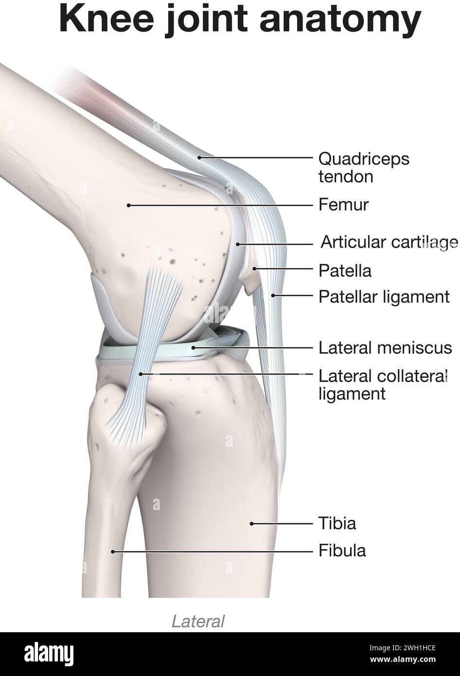 Illustrazione 3D che mostra le ossa e la cartilagine di un'articolazione del ginocchio. Vista laterale. Etichettato. Foto Stock