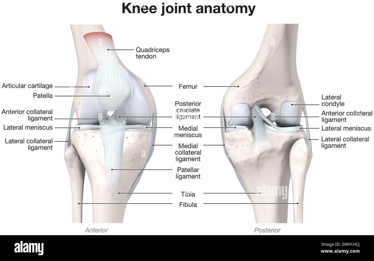 Illustrazione 3D che mostra ossa, legamenti e cartilagine di un'articolazione del ginocchio Foto Stock