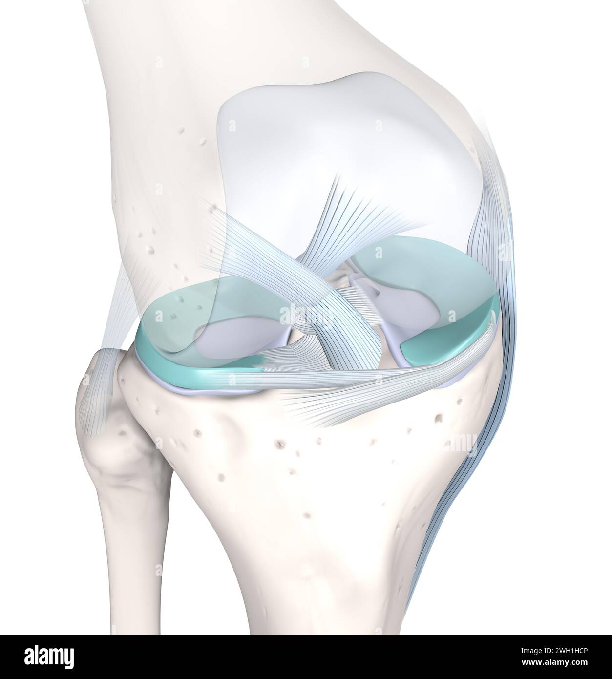 L'articolazione del ginocchio, una complessa struttura a cerniera, collega l'osso della coscia (femore) all'osso dello stinco (tibia), ammortizzato dalla cartilagine, consentendo la flessione, l'estensione Foto Stock