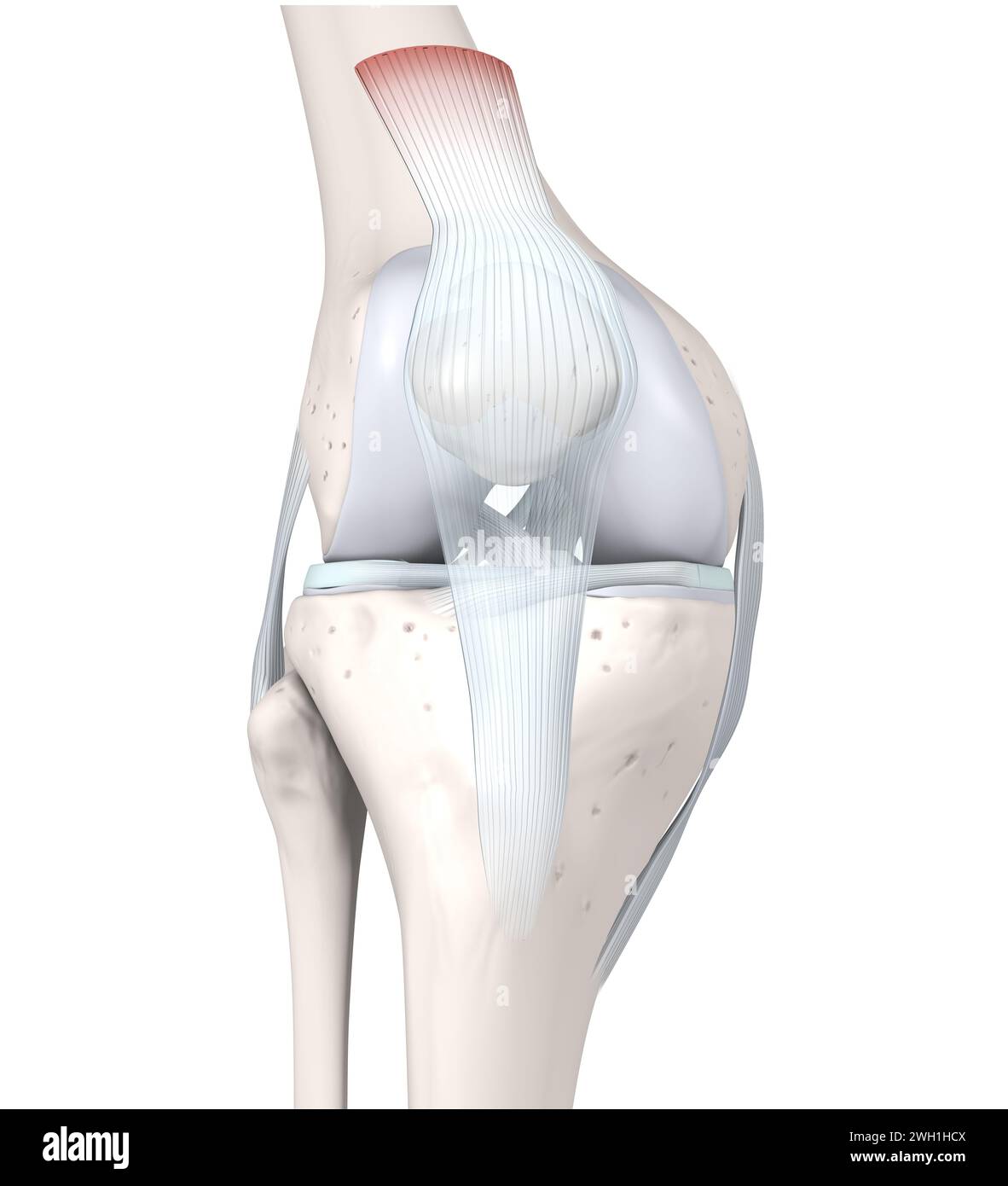 Illustrazione 3D che mostra l'anatomia articolare del ginocchio. Ossa, menischi, cartilagine articolare e legamenti. Illustrazione 3D. Foto Stock