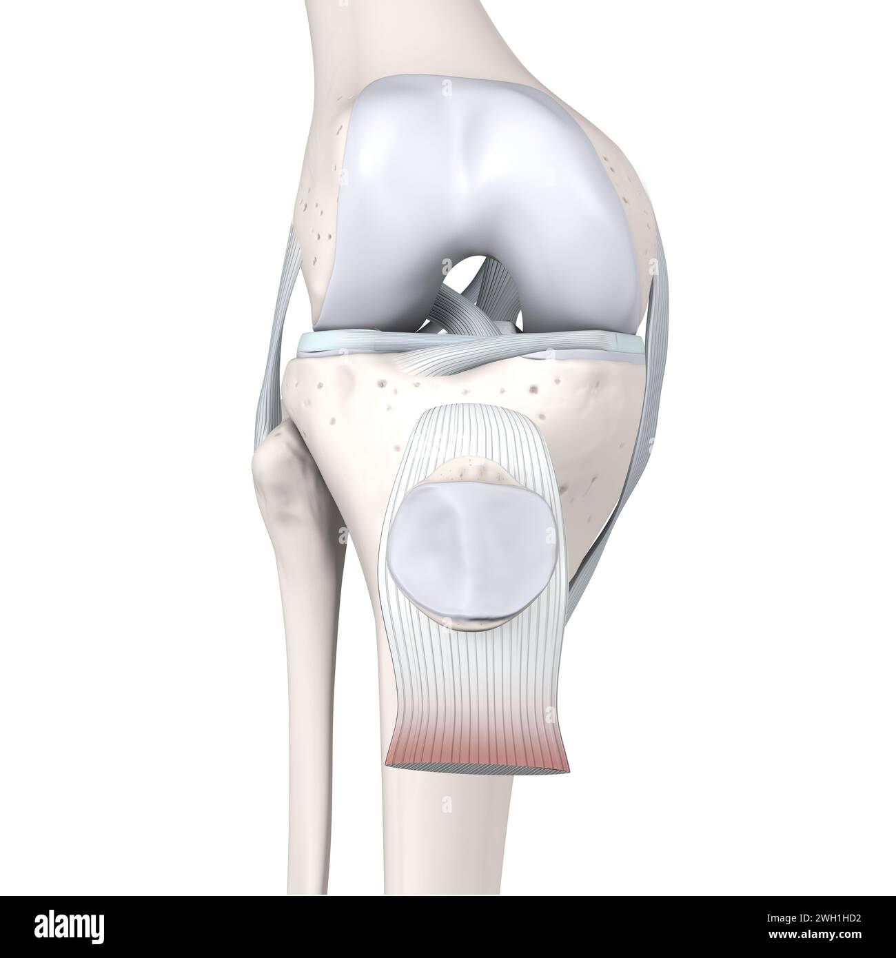 Illustrazione 3D che mostra l'anatomia articolare del ginocchio. Ossa, menischi, cartilagine articolare e legamenti. Vista frontale. Illustrazione 3D. Foto Stock