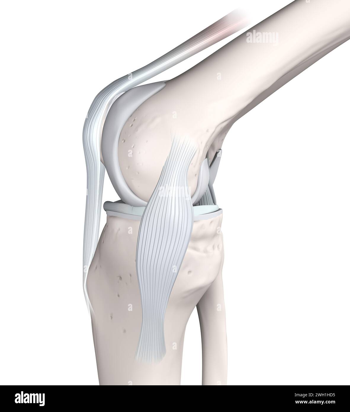 Anatomia articolare del ginocchio. Ossa, menischi, cartilagine articolare e legamenti. Vista mediale. Illustrazione 3D. Foto Stock