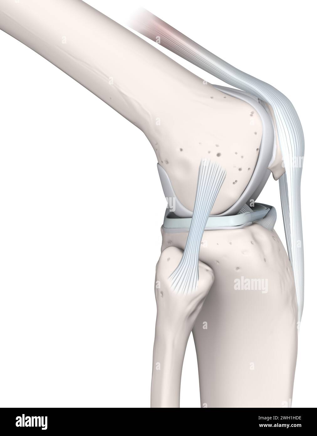 Anatomia articolare del ginocchio. Ossa, menischi, cartilagine articolare e legamenti. Vista laterale. Illustrazione 3D. Foto Stock