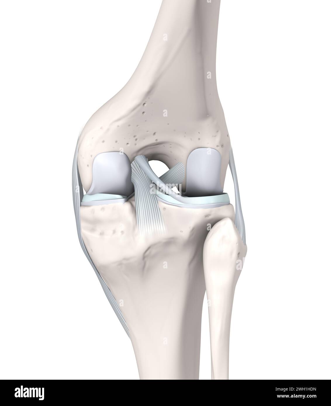 Illustrazione 3D che mostra ossa, menischi, cartilagine articolare di un'articolazione del ginocchio. Vista laterale Foto Stock