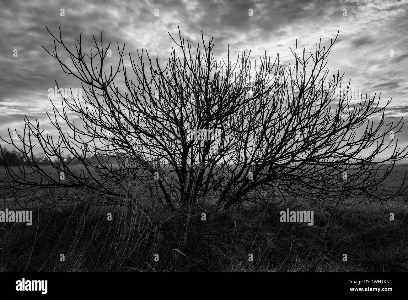 Alberi, campi e prati vicino ad Arles (Francia) in una mattinata nuvolosa d'inverno Foto Stock