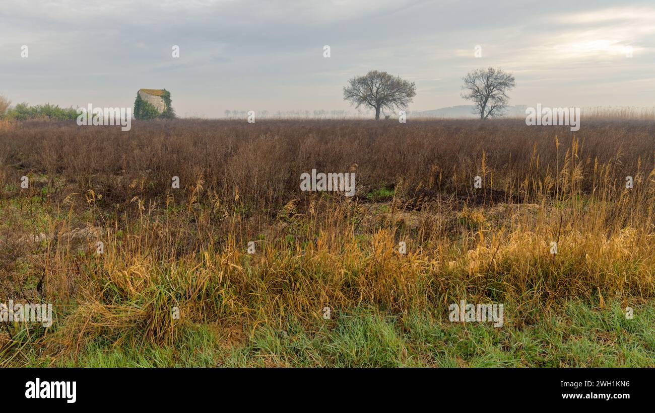 Campi e prati vicino ad Arles (Francia) in una mattinata nuvolosa d'inverno Foto Stock