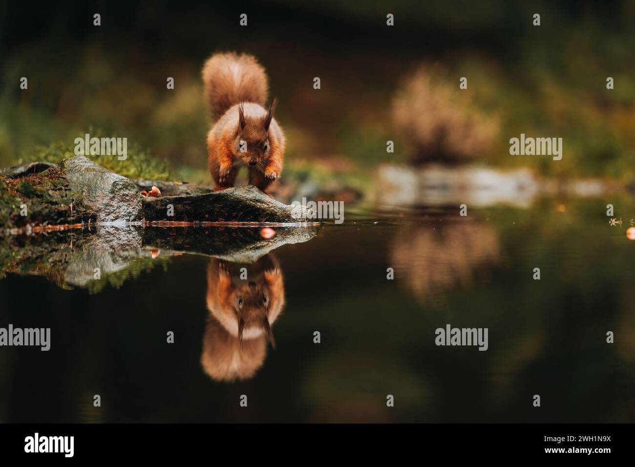 Inseguire il cibo UK lo scoiattolo rosso PIÙ ADORABILE può essere visto ammirando la sua riflessione nel North Yorkshire. Le immagini mostrano il salto dello scoiattolo Foto Stock