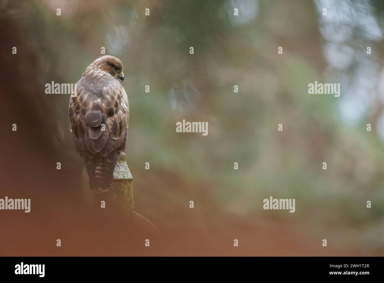 Buzzard arroccato su lapide nel cimitero Foto Stock