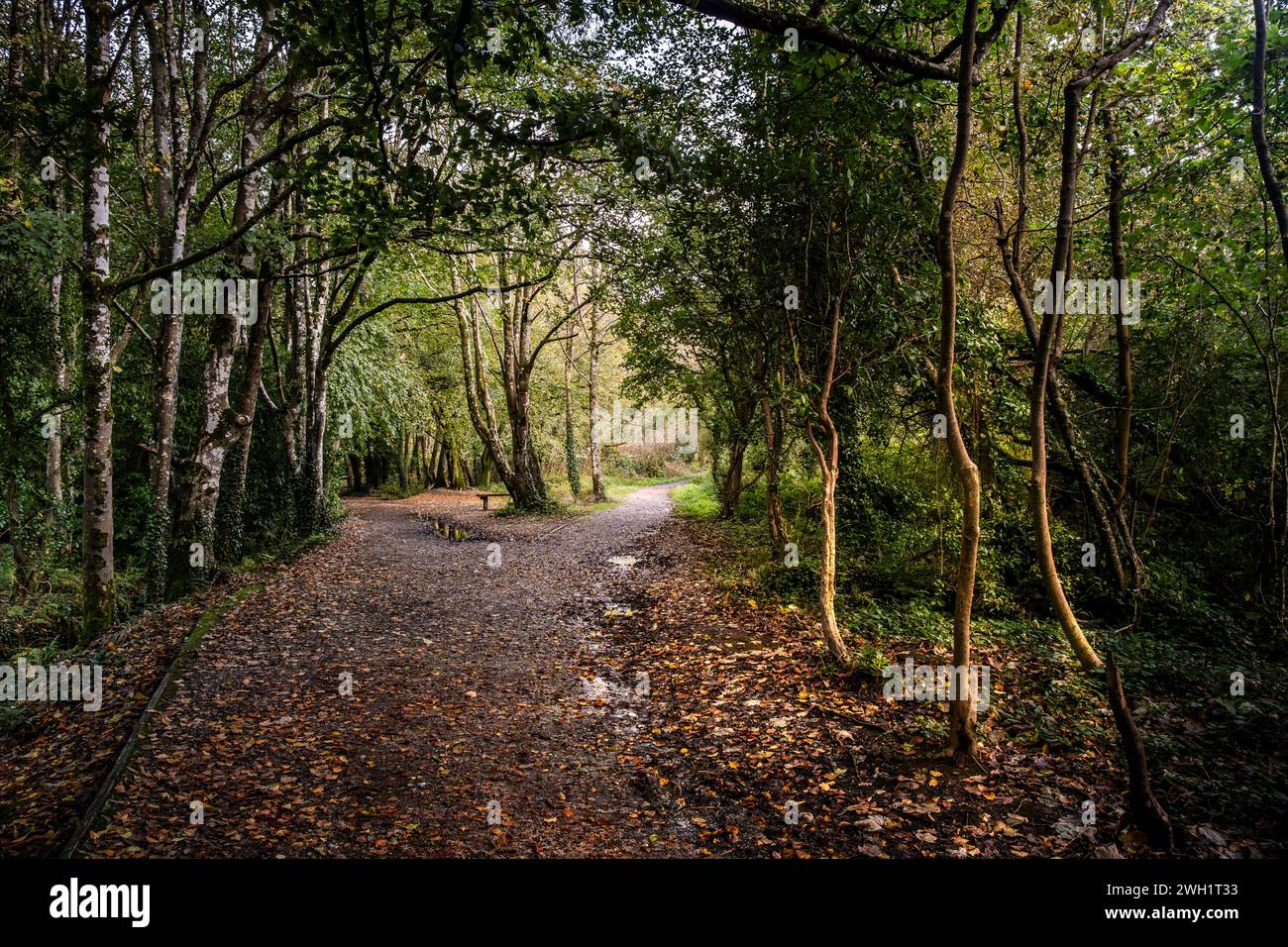 Sentieri nel bosco di Tehidy in Cornovaglia nel Regno Unito. Foto Stock